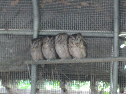 芝山文化生態綠園【士林】 28 芝山文化生態綠園【士林】