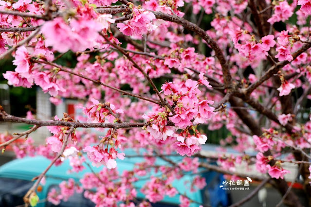 在市區就能賞櫻搭捷運就會到，假日就帶小孩來這放風