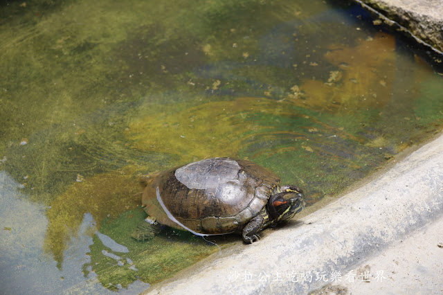 宜蘭礁溪景點『水鹿咖啡親子餐廳』迷你馬.水鹿.沙坑.小火車.賽車場.菜單 50 宜蘭礁溪景點『水鹿咖啡親子餐廳』迷你馬.水鹿.沙坑.小火車.賽車場.菜單