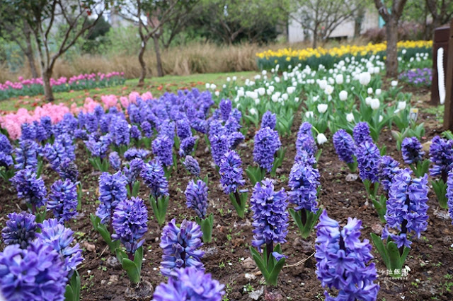 台北景點鬱金香花展『花卉試驗中心』台北人的小秘境 15 台北景點鬱金香花展『花卉試驗中心』台北人的小秘境