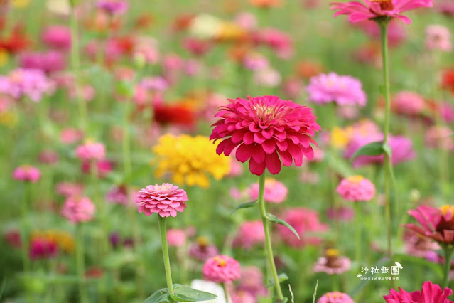 免費入場【2021愛戀關渡花現幸福】5公頃大片花海,北投景點 6 免費入場【2021愛戀關渡花現幸福】5公頃大片花海,北投景點