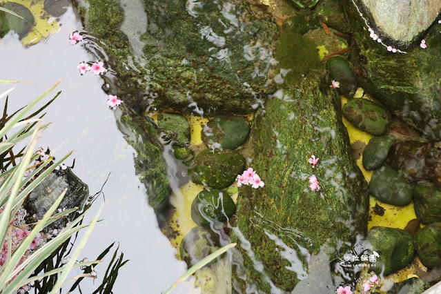 林口最美星巴克,櫻花爆開,人潮滿滿 17 林口最美星巴克,櫻花爆開,人潮滿滿