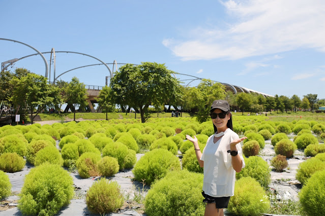 3000株日本波波草超療癒,台版羊角村、大碗公溜滑梯 13 3000株日本波波草超療癒,台版羊角村、大碗公溜滑梯