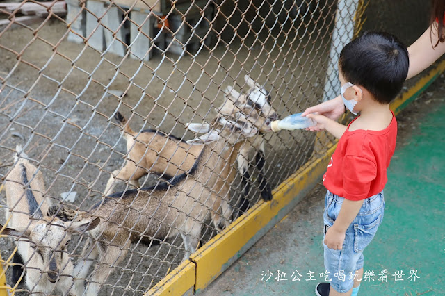 宜蘭員山景點『可達羊場』免門票.百元就可以餵羊.兔子.鴨子.親子景點 20 宜蘭員山景點『可達羊場』免門票.百元就可以餵羊.兔子.鴨子.親子景點