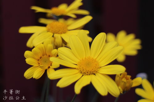 IMG_4039.JPG IMG_4039.JPG