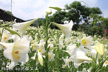 IMG_9525.jpg IMG_9525.jpg