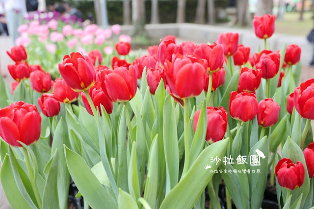 2025士林官邸鬱金香展-愛的遇藝13萬株來自荷蘭和日本鬱金香 8 2025士林官邸鬱金香展-愛的遇藝13萬株來自荷蘭和日本鬱金香