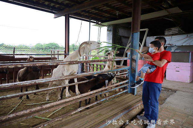 宜蘭員山景點『可達羊場』免門票.百元就可以餵羊.兔子.鴨子.親子景點 31 宜蘭員山景點『可達羊場』免門票.百元就可以餵羊.兔子.鴨子.親子景點