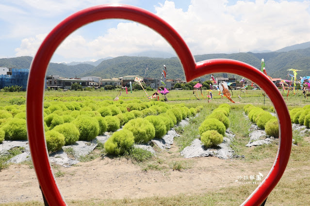 3000株日本波波草超療癒,台版羊角村、大碗公溜滑梯 19 3000株日本波波草超療癒,台版羊角村、大碗公溜滑梯
