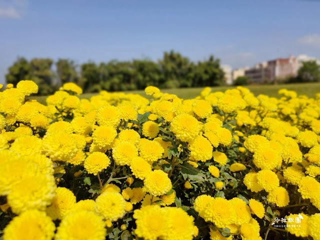 銅鑼杭菊搭火車也可以賞花!!交通指引 19 銅鑼杭菊搭火車也可以賞花!!交通指引