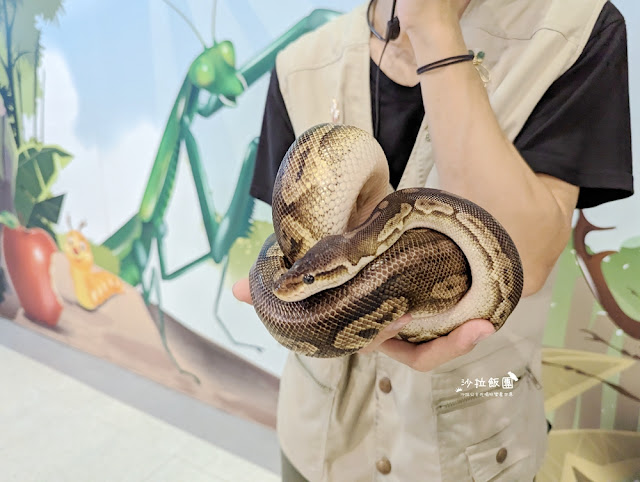 嘉義親子景點『新嘉大昆蟲館』全球唯一旋轉彩蝶柱、蝴蝶溫室花園 36 嘉義親子景點『新嘉大昆蟲館』全球唯一旋轉彩蝶柱、蝴蝶溫室花園