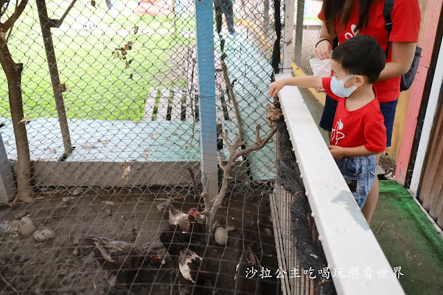 宜蘭員山景點『可達羊場』免門票.百元就可以餵羊.兔子.鴨子.親子景點 30 宜蘭員山景點『可達羊場』免門票.百元就可以餵羊.兔子.鴨子.親子景點