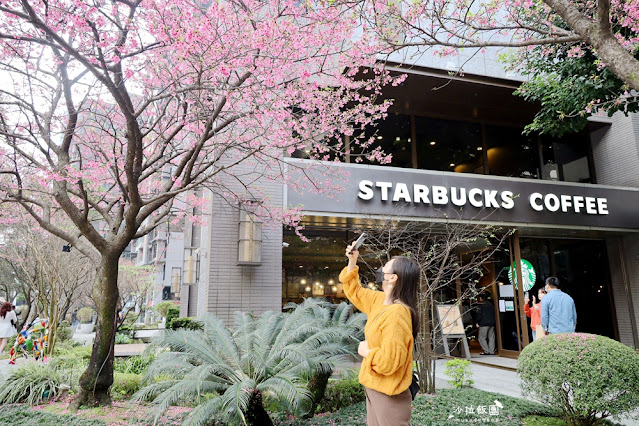 林口最美星巴克,櫻花爆開,人潮滿滿 6 林口最美星巴克,櫻花爆開,人潮滿滿