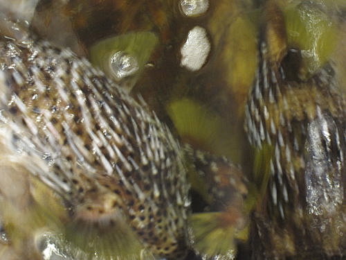 阿利海產【墾丁】 16 阿利海產【墾丁】