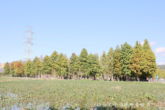 台中落羽松.后里泰安落羽松秘境『羽粼落羽松』裝置藝術像走到畫裡 12 台中落羽松.后里泰安落羽松秘境『羽粼落羽松』裝置藝術像走到畫裡