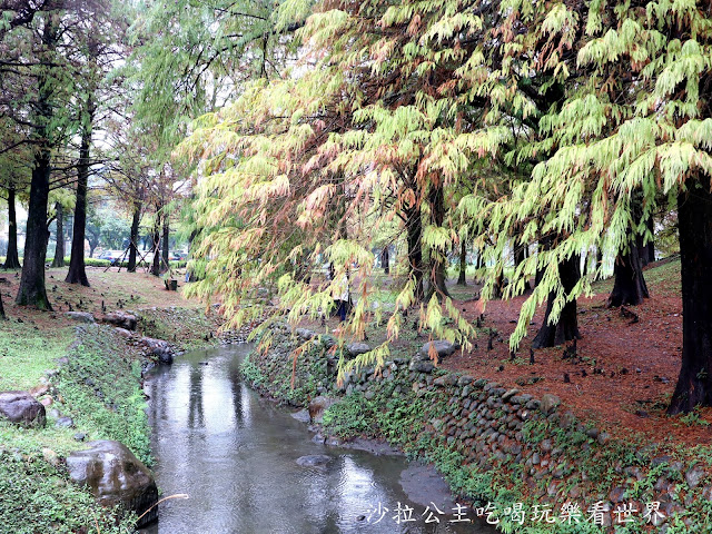 宜蘭羅東落羽松『羅東運動公園』冬季限定/宜蘭羅東景點 4 宜蘭羅東落羽松『羅東運動公園』冬季限定/宜蘭羅東景點