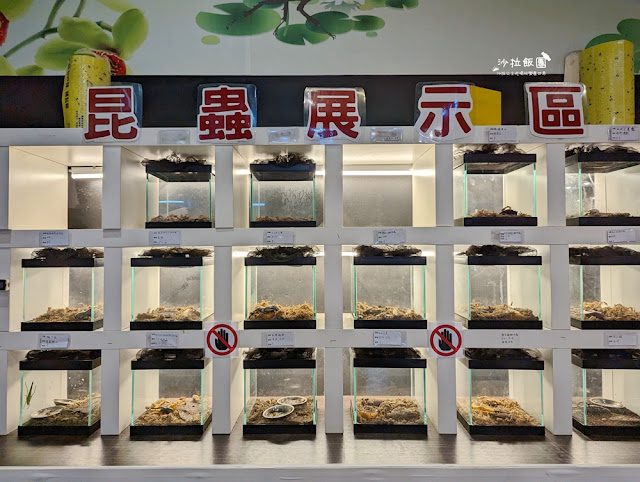 嘉義親子景點『新嘉大昆蟲館』全球唯一旋轉彩蝶柱、蝴蝶溫室花園 39 嘉義親子景點『新嘉大昆蟲館』全球唯一旋轉彩蝶柱、蝴蝶溫室花園