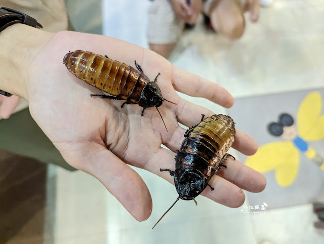 嘉義親子景點『新嘉大昆蟲館』全球唯一旋轉彩蝶柱、蝴蝶溫室花園 23 嘉義親子景點『新嘉大昆蟲館』全球唯一旋轉彩蝶柱、蝴蝶溫室花園