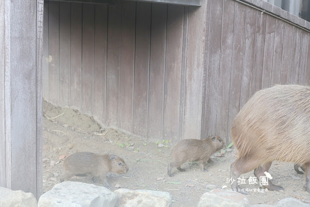 全台最頂級夜宿水族館!桃園和逸Blu Night宿海奇遇》Xpark住一晚 118 全台最頂級夜宿水族館!桃園和逸Blu Night宿海奇遇》Xpark住一晚