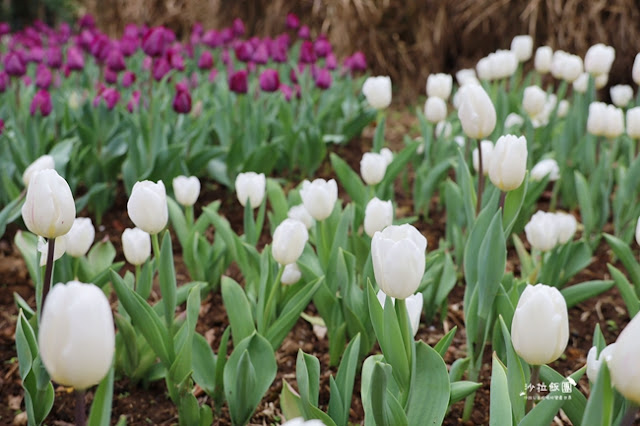 台北景點鬱金香花展『花卉試驗中心』台北人的小秘境 9 台北景點鬱金香花展『花卉試驗中心』台北人的小秘境