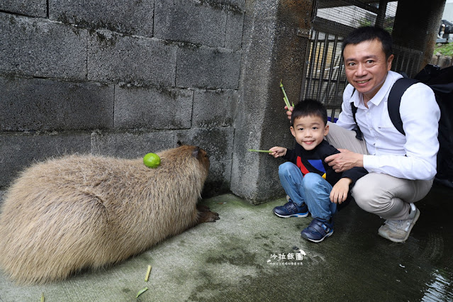 互動綠舞最新萌寵梅花鹿、品嚐無菜單料理、體驗大正文青袴和洋浪漫 58 互動綠舞最新萌寵梅花鹿、品嚐無菜單料理、體驗大正文青袴和洋浪漫