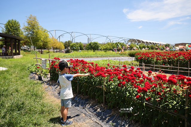 3000株日本波波草超療癒,台版羊角村、大碗公溜滑梯 29 3000株日本波波草超療癒,台版羊角村、大碗公溜滑梯