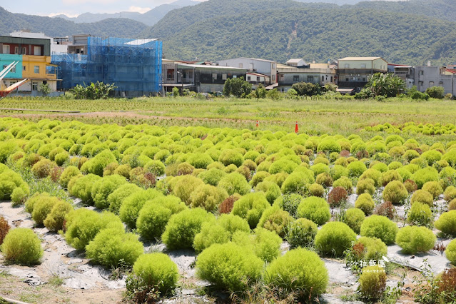3000株日本波波草超療癒,台版羊角村、大碗公溜滑梯 10 3000株日本波波草超療癒,台版羊角村、大碗公溜滑梯