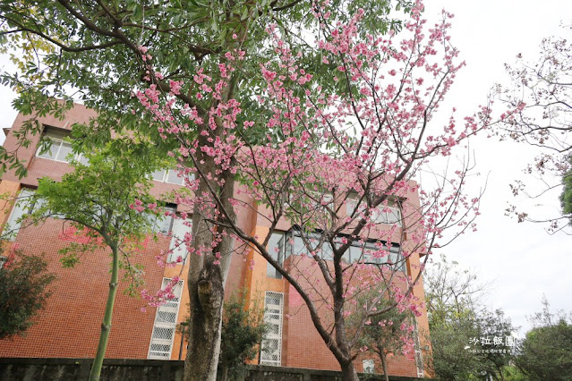 當地人玩的小公園『後港公園』櫻花季來時還可以順便賞櫻 11 當地人玩的小公園『後港公園』櫻花季來時還可以順便賞櫻