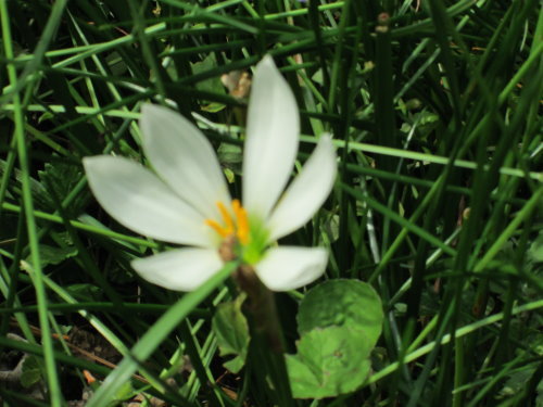 芝山文化生態綠園【士林】 20 芝山文化生態綠園【士林】