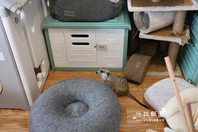 樹林美食『紅磚園邸』水豚、狐獴親子餐廳 15 樹林美食『紅磚園邸』水豚、狐獴親子餐廳