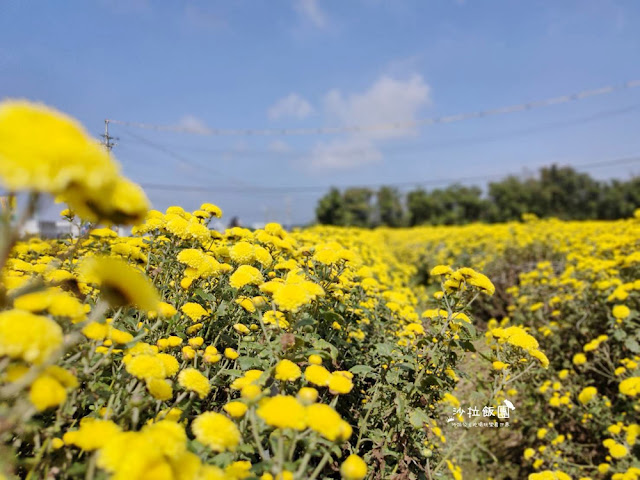 銅鑼杭菊搭火車也可以賞花!!交通指引 18 銅鑼杭菊搭火車也可以賞花!!交通指引