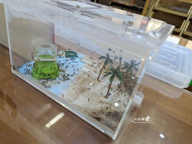 嘉義親子景點『新嘉大昆蟲館』全球唯一旋轉彩蝶柱、蝴蝶溫室花園 34 嘉義親子景點『新嘉大昆蟲館』全球唯一旋轉彩蝶柱、蝴蝶溫室花園