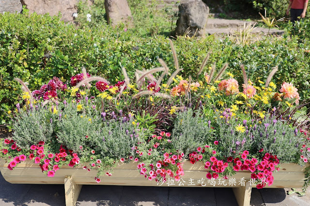 台北景點『陽明公園』陽明山花季/北投景點/櫻花季