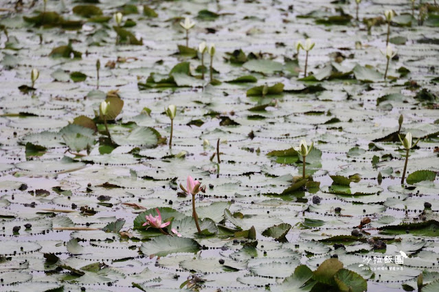 宜蘭景點『勝洋水草休閒農場』釣魚、划竹筏、溫泉魚、玩水、落羽松、IG彩虹傘、DIY