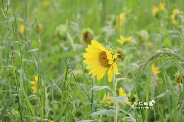 免費入場【2021愛戀關渡花現幸福】5公頃大片花海,北投景點 28 免費入場【2021愛戀關渡花現幸福】5公頃大片花海,北投景點
