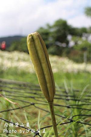 IMG_9521.jpg IMG_9521.jpg