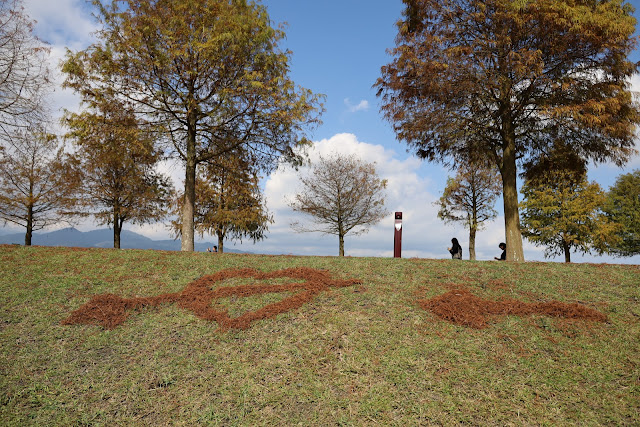 宜蘭三星景點『三星落羽松秘境』安農溪旁/宜蘭落羽松 5 宜蘭三星景點『三星落羽松秘境』安農溪旁/宜蘭落羽松