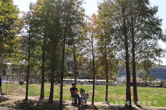 台中落羽松.后里泰安落羽松秘境『羽粼落羽松』裝置藝術像走到畫裡 44 台中落羽松.后里泰安落羽松秘境『羽粼落羽松』裝置藝術像走到畫裡