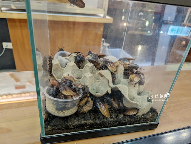 嘉義親子景點『新嘉大昆蟲館』全球唯一旋轉彩蝶柱、蝴蝶溫室花園 22 嘉義親子景點『新嘉大昆蟲館』全球唯一旋轉彩蝶柱、蝴蝶溫室花園