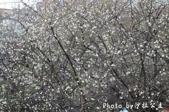 IMG_4153.jpg IMG_4153.jpg