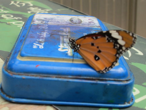 芝山文化生態綠園【士林】 17 芝山文化生態綠園【士林】