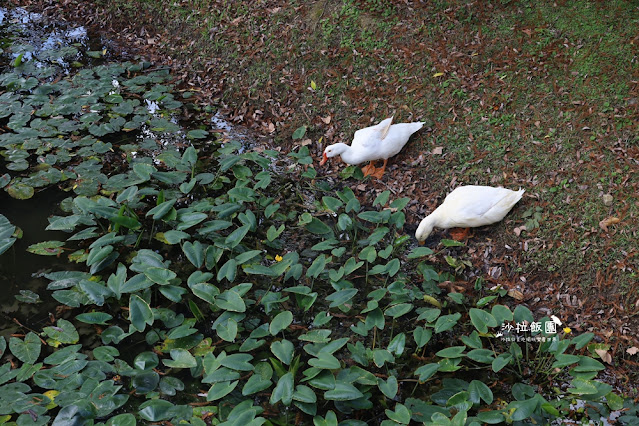 北投奇岩一號公園、落羽松、共融式兒童遊樂場、生態池 29 北投奇岩一號公園、落羽松、共融式兒童遊樂場、生態池