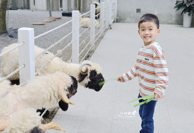 宜蘭景點黑RURU CAFE,來用餐還可以順便餵羊不用再找景點 33 宜蘭景點黑RURU CAFE,來用餐還可以順便餵羊不用再找景點