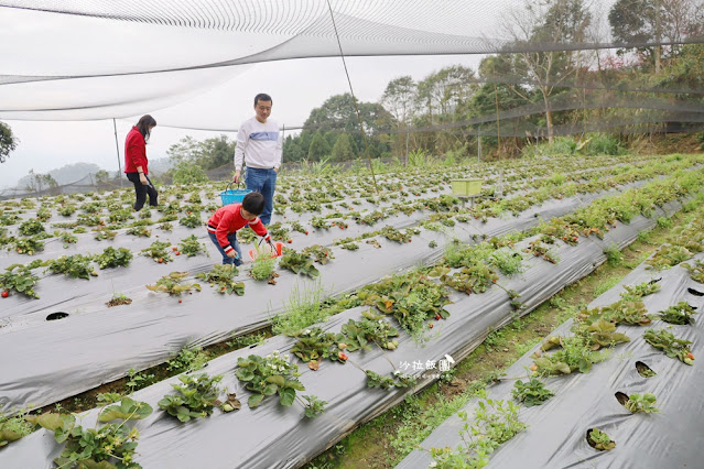 苗栗大湖草莓園推薦『最後一家得草莓園』超大奶油草莓人見人愛 8 苗栗大湖草莓園推薦『最後一家得草莓園』超大奶油草莓人見人愛