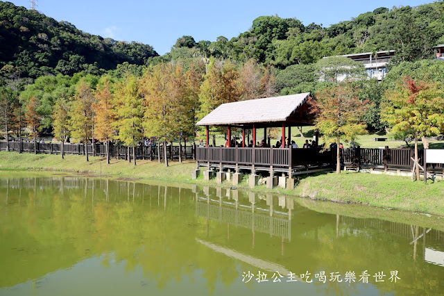 城市角落的秘境，一整排落羽松，美得低調又療癒