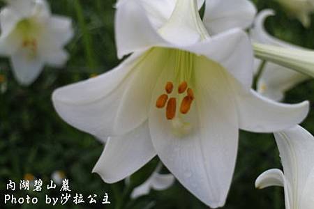 IMG_9528.jpg IMG_9528.jpg