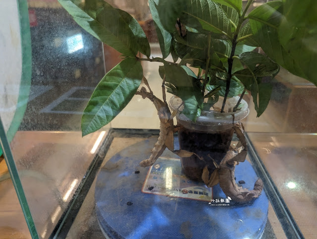 嘉義親子景點『新嘉大昆蟲館』全球唯一旋轉彩蝶柱、蝴蝶溫室花園 31 嘉義親子景點『新嘉大昆蟲館』全球唯一旋轉彩蝶柱、蝴蝶溫室花園