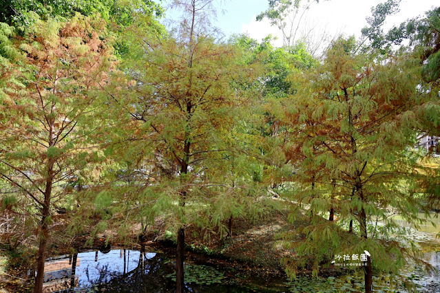 北投奇岩一號公園、落羽松、共融式兒童遊樂場、生態池 28 北投奇岩一號公園、落羽松、共融式兒童遊樂場、生態池