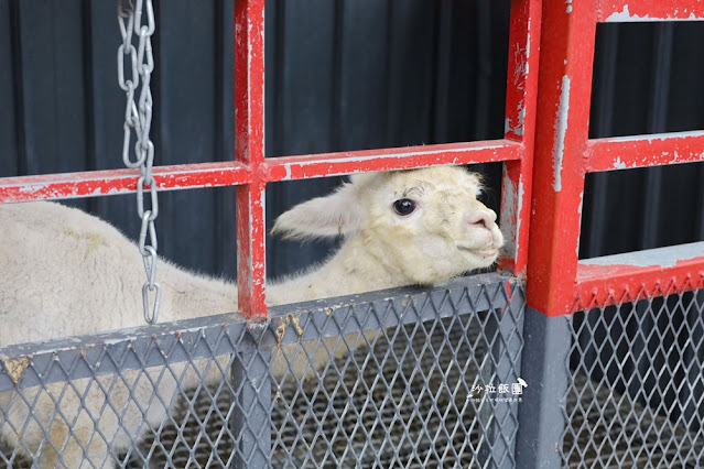 花蓮日式庭園景觀『張家的樹園』餵動物梅花鹿、草泥馬 44 花蓮日式庭園景觀『張家的樹園』餵動物梅花鹿、草泥馬
