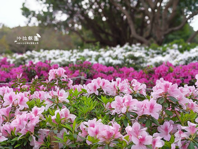大安森林公園杜鵑花季、繡球花、鋼彈機器人 7 大安森林公園杜鵑花季、繡球花、鋼彈機器人